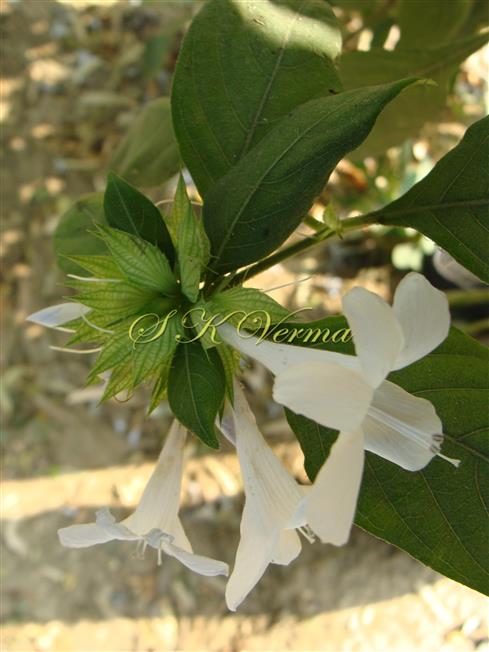 Flowers-Lateral view